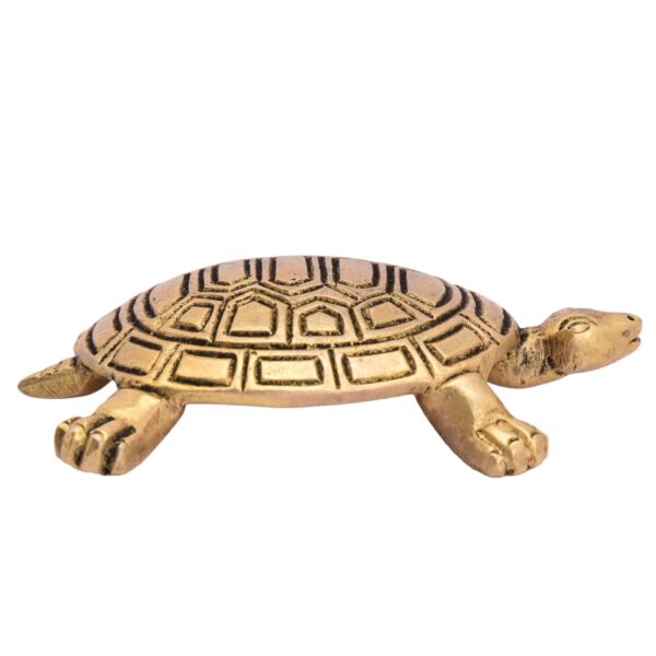 Tortoise