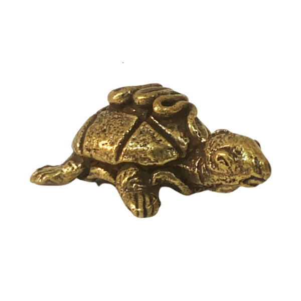 Small Tortoise BH08728_4