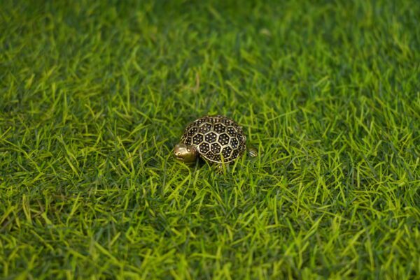 Brass Tortoise 0.5 Inch KBH10150